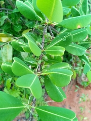 Erythroxylum platyclados
