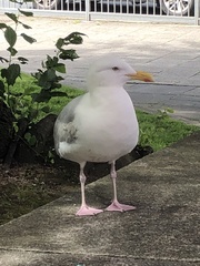 Larus argentatus argentatus