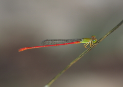 Ceriagrion inaequale