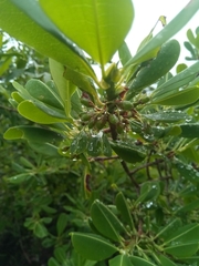 Erythroxylum platyclados