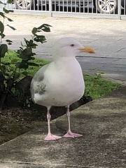 Larus argentatus argentatus