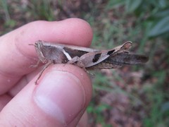 Stenocatantops angustifrons