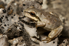 Hyla sarda