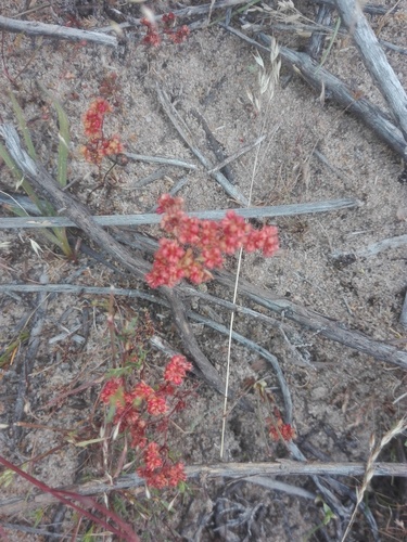Crassula glomerata