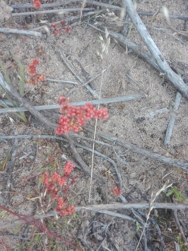 Crassula glomerata