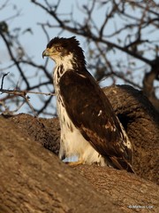 Aquila spilogaster