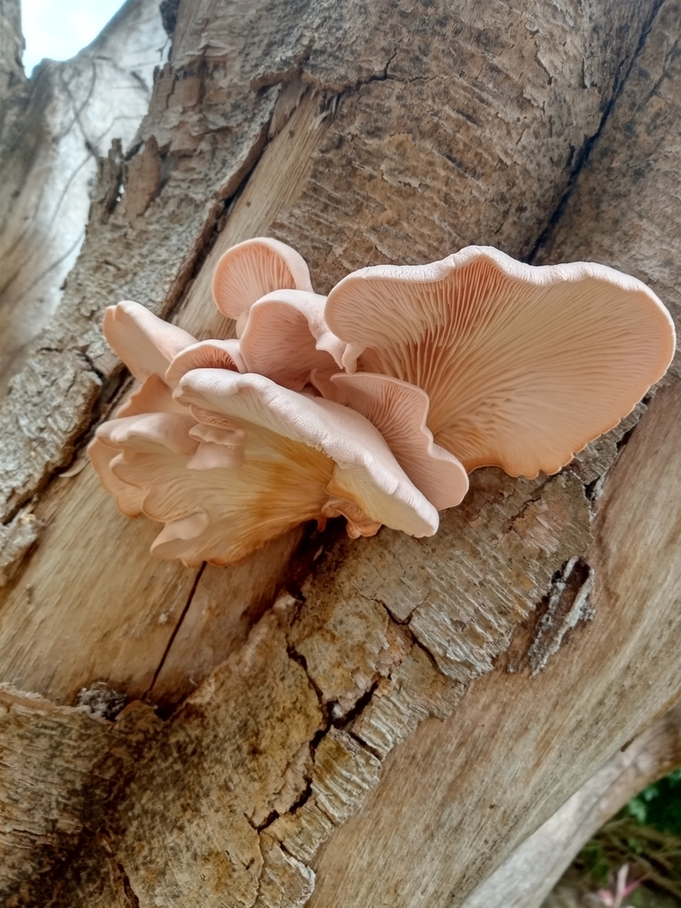 Pleurotus djamor · November 2020 · photo: © matiascabezas (iNaturalist, cc-by)