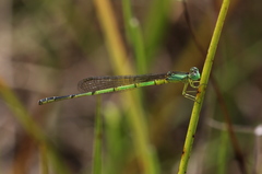 Ceriagrion nigrolineatum