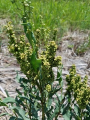 Rumex chrysocarpos