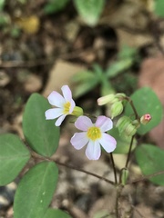 Oxalis barrelieri