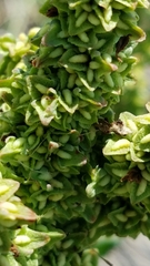 Rumex chrysocarpos