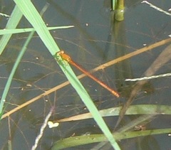Ceriagrion rubiae