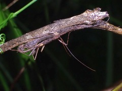 Abrosoma festinatum