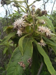 Vernonia kenteocephala
