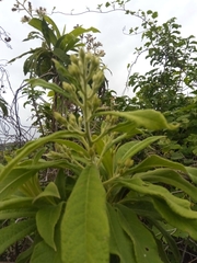 Vernonia kenteocephala