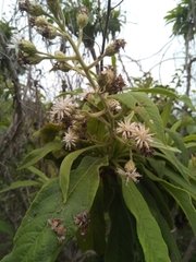 Vernonia kenteocephala