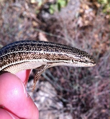 Heremites vittatus