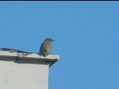 Phoenicurus ochruros