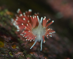 Carronella pellucida