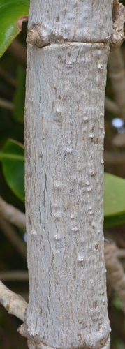 Fagraea berteroana