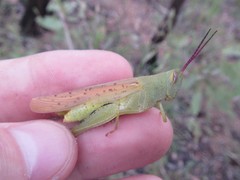 Adlappa erythroptera