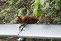 Sciurus vulgaris