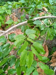 Hymenaea verrucosa