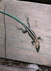 Anatololacerta