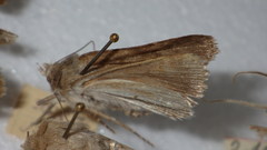 Standfussiana lucernea