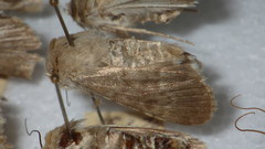 Standfussiana lucernea