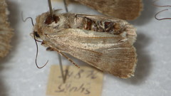 Standfussiana lucernea