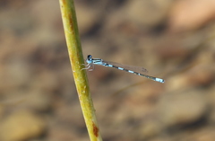 Coenagrion caerulescens