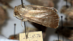 Standfussiana lucernea