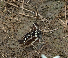 Papilio constantinus