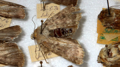 Standfussiana lucernea