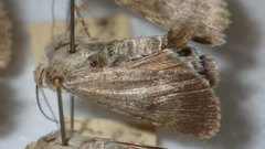 Standfussiana lucernea