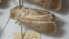 Standfussiana lucernea