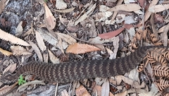 Acanthophis antarcticus