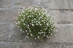 Erigeron karvinskianus