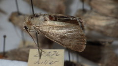 Standfussiana lucernea