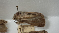 Standfussiana lucernea