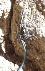 Anatololacerta ibrahimi