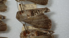 Standfussiana lucernea