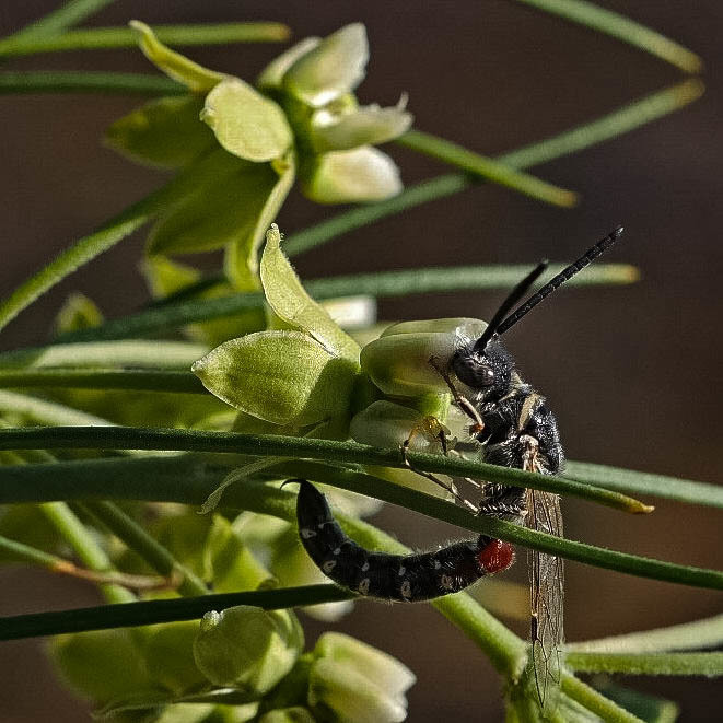Meria rufinodis