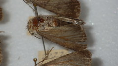 Standfussiana lucernea