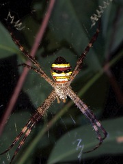 Argiope versicolor