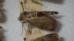 Standfussiana lucernea