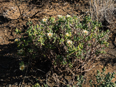 Mesembryanthemum nitidum