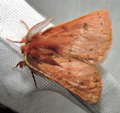 Anthela ferruginosa