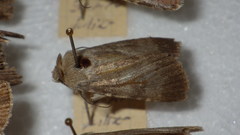 Standfussiana lucernea